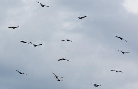 A flock of birds flying in the sky. There are at least 13 birds visible. The sky is cloudy and the birds are flying in different directionsの写真素材
