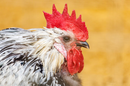A rooster with a red beak and a white head. The rooster is standing on a yellow surfaceの写真素材