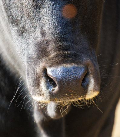 A cow's nose is black and white. The nose is surrounded by a black area