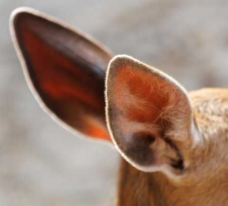 The ear of a deer is shown in detail. The ear is brown and has a tuft of hairの写真素材