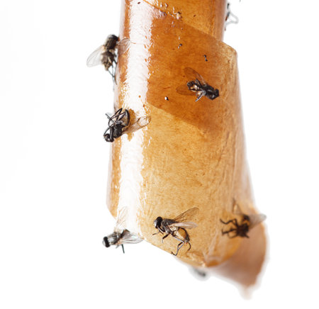A flock of birds flying in the sky isolated on a white background. The birds are lined up and flying in different directions.の写真素材