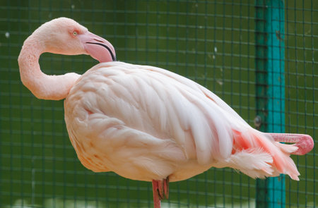 A pink flamingo is standing on one leg. It has a pink beak and pink feetの写真素材