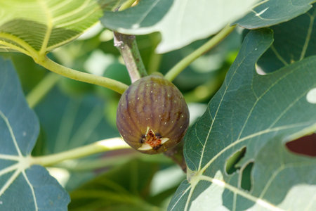 Ripe fig fruit on a tree branch. Close-up.の写真素材