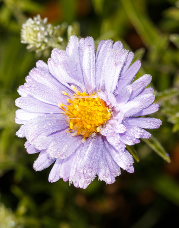A flower with a yellow center and purple petals. The petals are wet. The flower is in a fieldの写真素材