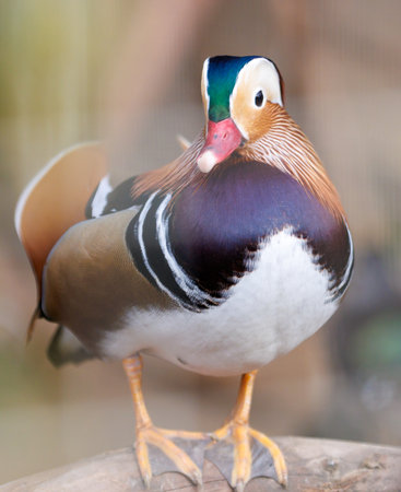 Portrait of a Mandarin duck in a park.の写真素材