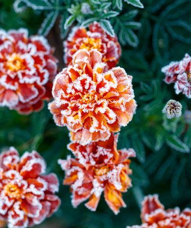 A bunch of orange flowers with frost on them. The flowers are in a green bush. The frost is covering...