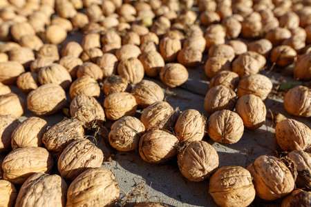 Walnuts are dried in the sun. Close-up.の写真素材
