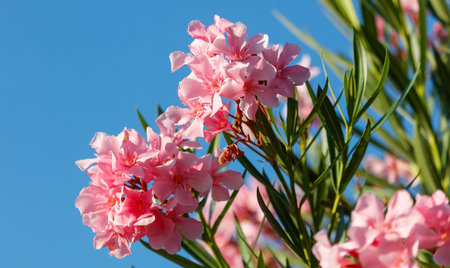 Pink flowers on a tree branch. The flowers are pink and the sky is blue