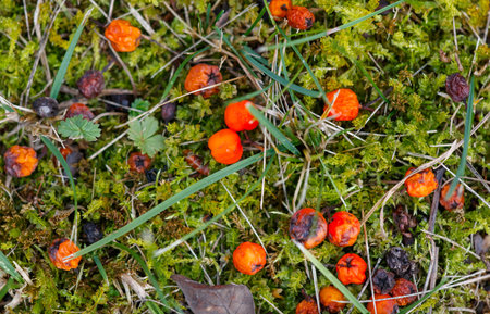 A bunch of red berries on the ground. The berries are scattered and some are on the grass