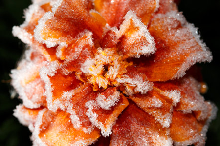 A flower with frost on it. The flower is orange and whiteの写真素材