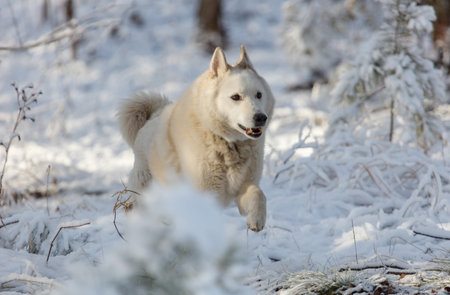 A white dog is running through the snow. The dog is white and has a black nose