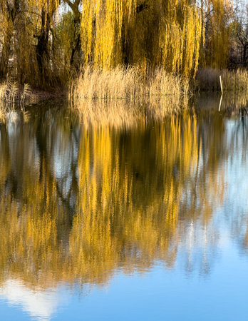A body of water with trees in the background. The reflection is very clearの写真素材