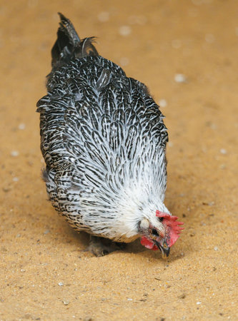 A chicken is eating in the sand. The chicken is white and black. The sand is brownの写真素材
