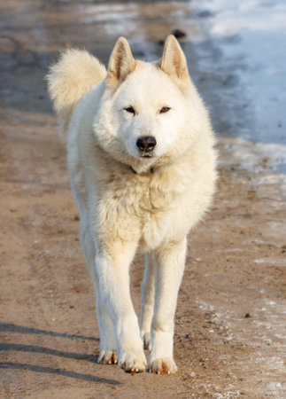 A white dog is walking on a dirt road. The dog has a black nose and is wearing a collar