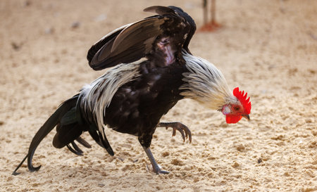 A chicken with a black and white head and red beak. It is standing on the sandの写真素材