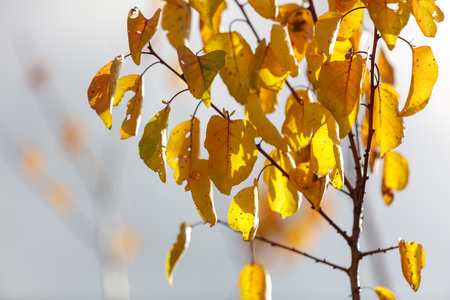 A tree with yellow leaves. The leaves have spots. The tree is in the shade