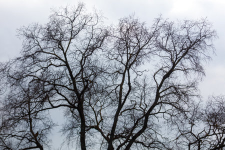 A tree with no leaves is in the foreground. The tree is in the background. The sky is cloudyの写真素材