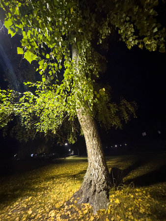 A tree with leaves is lit up at night. The tree is in a park.の写真素材