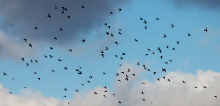 A flock of birds flying in the sky. The sky is blue with some clouds. The birds are flying in...