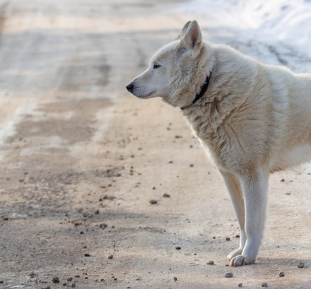 A white dog is standing on a road. The dog is looking to the left.