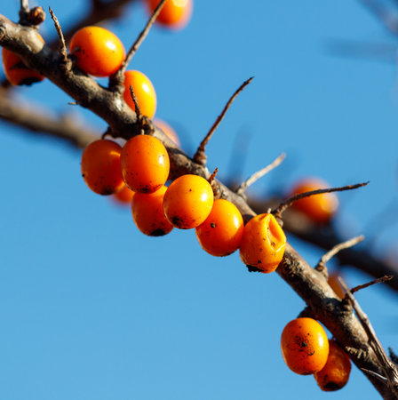 A branch with numerous orange sea buckthorn berries. The berries are small and round.