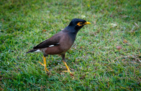 A bird is walking on the grass. It has yellow legs and a black beak. The bird is brown and white