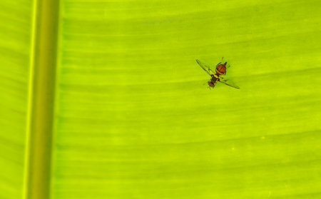 A small insect is flying on a green leaf. The insect is brown and red.の写真素材