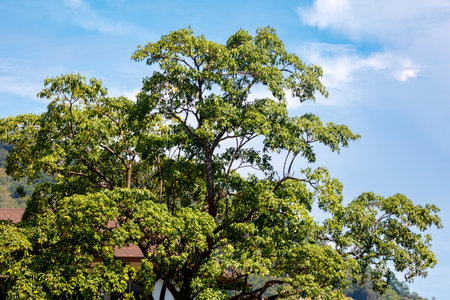 A large tree with green leaves is in the foreground. The sky is blue and there are clouds in the backgroundの写真素材