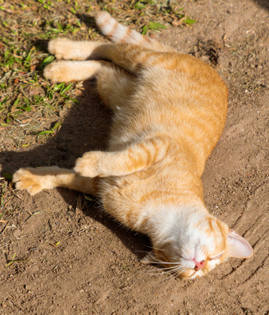 A cat is laying on the ground. It is orange and white. The cat is sleepingの写真素材