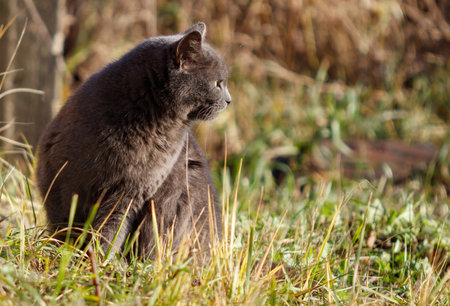A cat is sitting in the grass. The cat is gray and has a black nose. The cat is looking at the cameraの写真素材