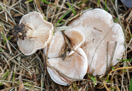 A mushroom is on the ground with a stem. The mushroom is white and has a brown capの写真素材
