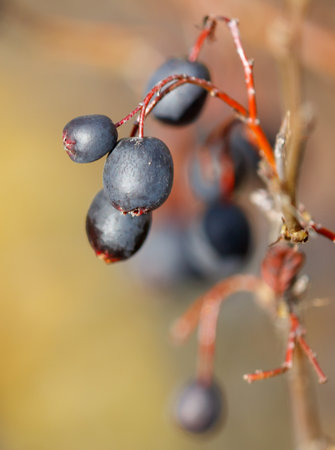 A cluster of berries on a branch. The branch is brownの写真素材