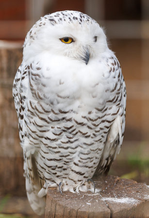 A white owl with yellow eyes is sitting on a log. It has a white head and a white bodyの写真素材