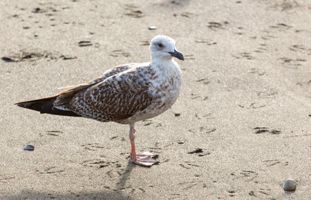 A bird is standing on the sand. It is a seagull. The bird is brown and whiteの写真素材