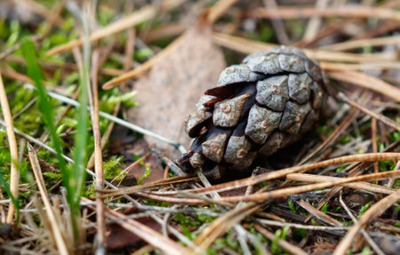 A pine cone is on the ground. It is brown and has a green tip. The pine cone is on top of some grassの写真素材