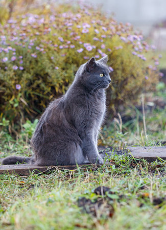A gray cat is sitting on a wooden board in a grassy area. The cat is looking at the cameraの写真素材