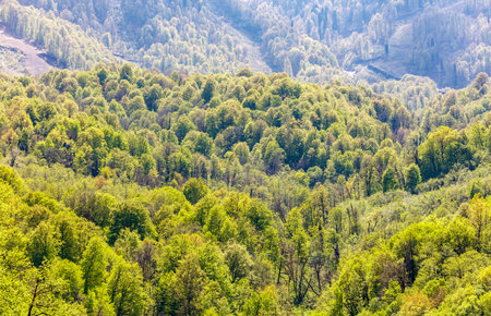 Forest with trees and a mountain in the background. The trees are green and the sky is blueの写真素材