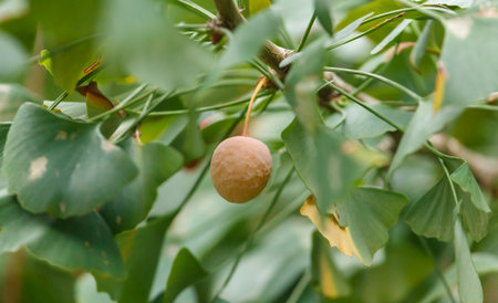 A small orange fruit is hanging from a tree. The fruit is surrounded by green leaves. The fruit is not ripe yetの写真素材