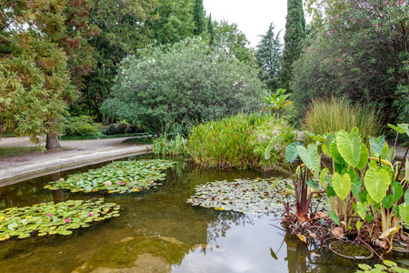 A pond with lilies and plants. The water is green and calm. There are trees in the backgroundの写真素材