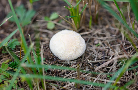 A mushroom is sitting on the ground. It is white and has a brown cap. The mushroom is surrounded by...
