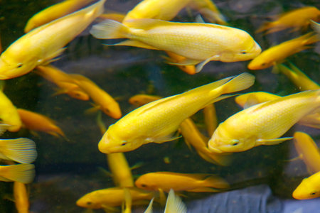 A group of yellow fish swimming in a tank. There are at least 12 fish in the tankの写真素材