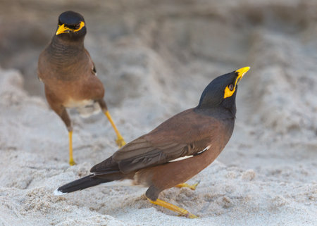 Two birds are standing on the sand. One of them is brown and the other is black. The brown bird is looking at the cameraの写真素材