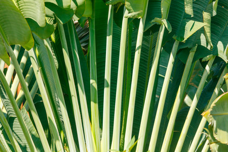 A green leafy plant with many leaves. The plant is in a fieldの写真素材