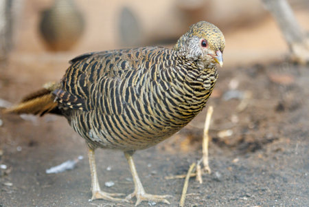A bird with a black and white striped body. It is standing on the ground. The bird has a black beak