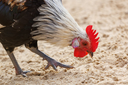 A chicken is walking on the sand. The chicken has a red beakの写真素材