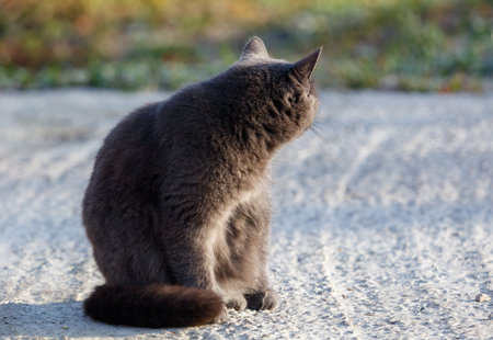 A gray cat is sitting on the ground. It has a black tail. The cat is looking at something in the...