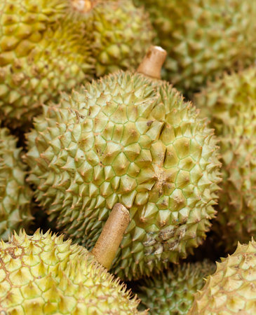 A bunch of green durians with a brown stem. The durians are all different sizes. Some are small and...