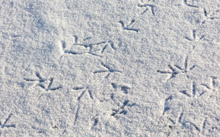 A snow covered ground with a few bird footprints. The footprints are in different sizes and shapes. Some are small and round, while others are larger and more elongatedの写真素材