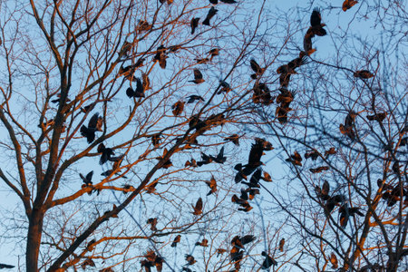 A flock of birds flying in the sky. The birds are black and white. The sky is blue