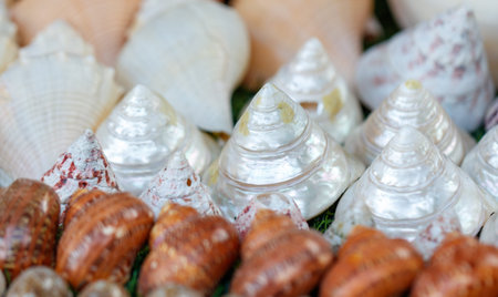 A collection of shells, some of which are white and some of which are brown. The shells are arranged in a variety of shapes and sizesの写真素材